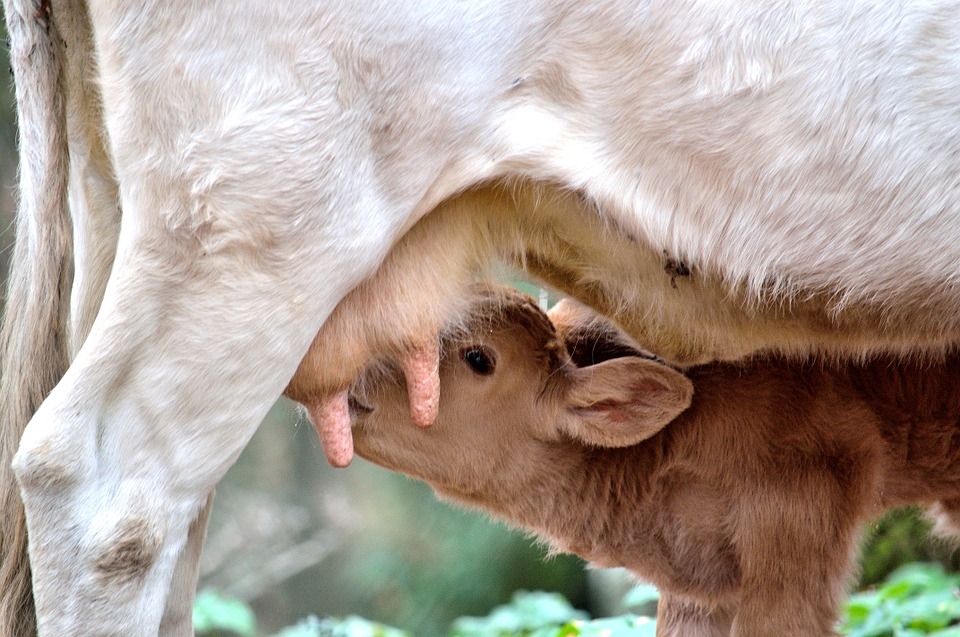 最新母乳喂养动物，自然与人类哺育方式的交融探索